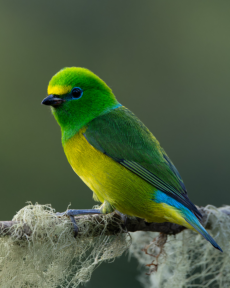 Chlorophonia cyanea