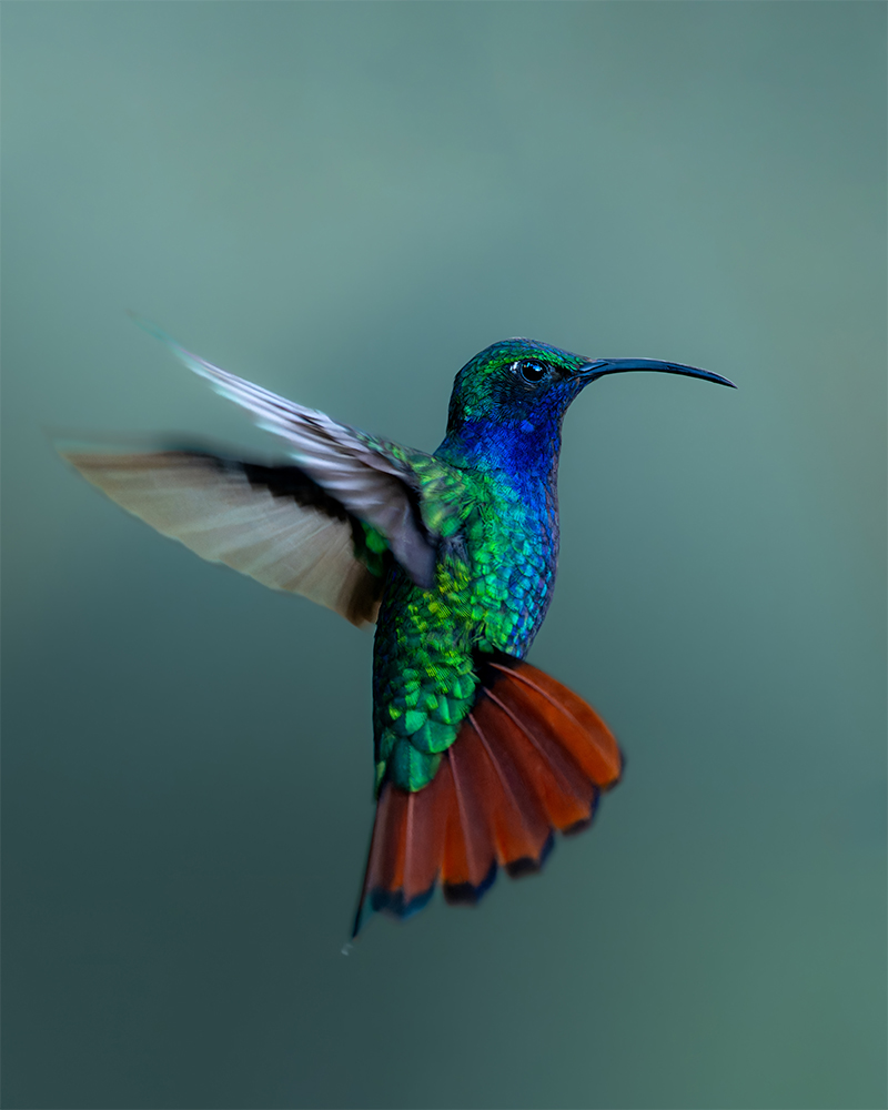 Campylopterus falcatus